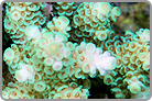 Metallic Green Bushy Acro. Fiji Maricultured